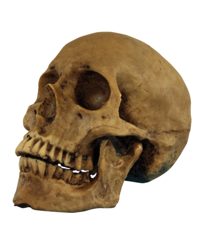 Resin Cranium