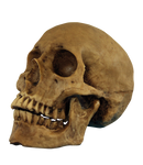 Resin Cranium